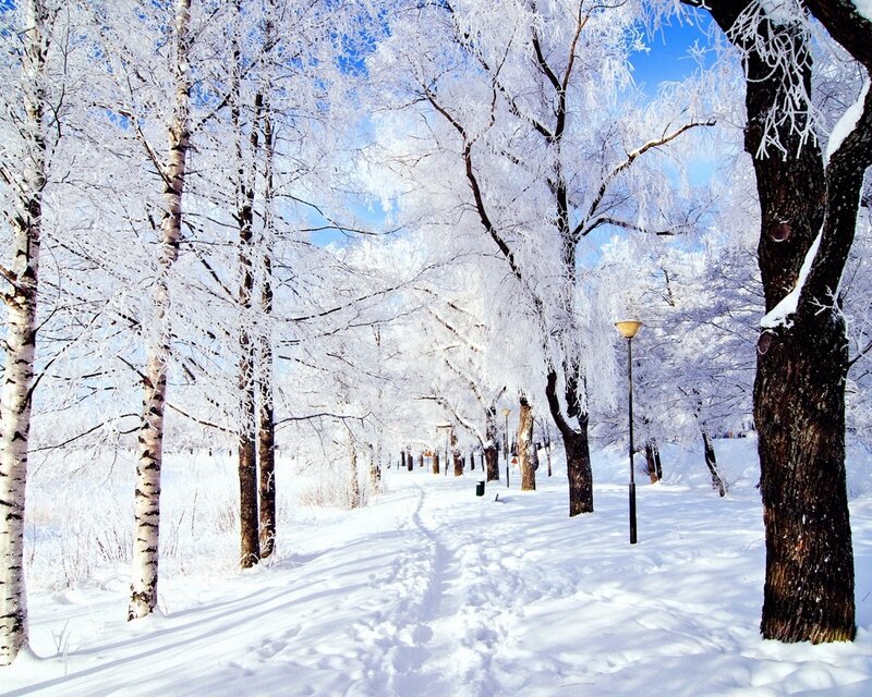 Snow-covered Trees — White, Serene, Winter, Photograph, Path