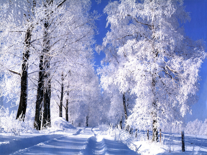 Snow-covered Trees — White, Serene, Winter, Photograph, Road, Sky, Frost