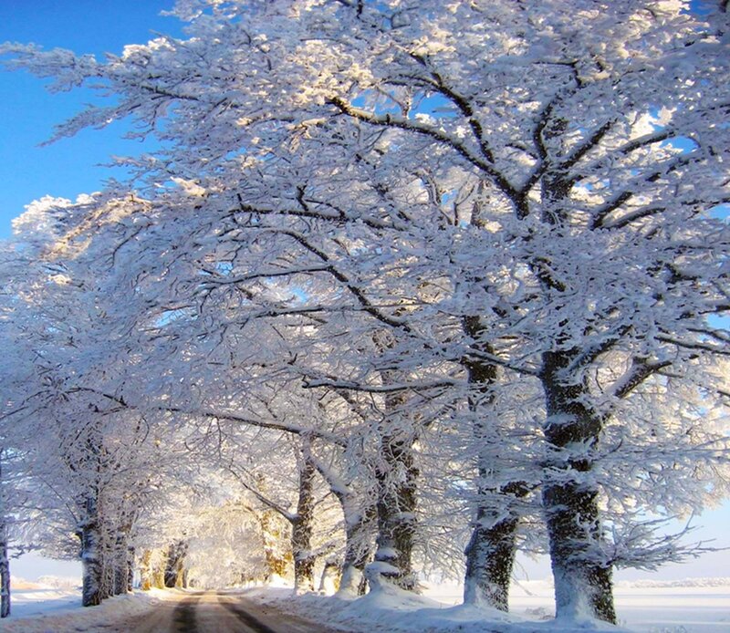 Snow-covered Trees — White, Serene, Winter, Photograph, Road, Sky