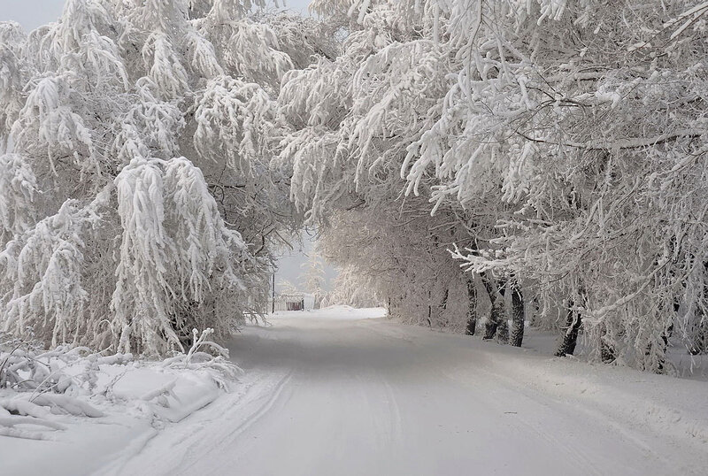 Snow-covered Trees — White, Serene, Winter, Photograph, Road