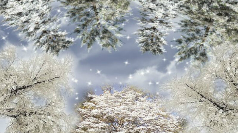 Snow-covered Trees — White, Serene, Winter, Photograph, Sky, Clouds