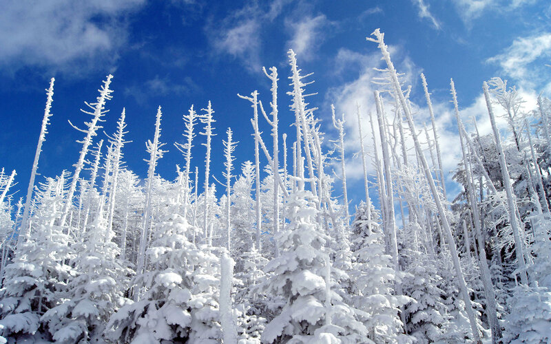 Snow-covered Trees — White, Serene, Winter, Photograph, Sky, Snow