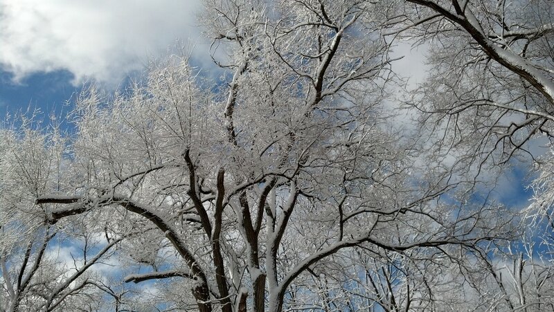 Snow-covered Trees — White, Serene, Winter, Photograph, Sky