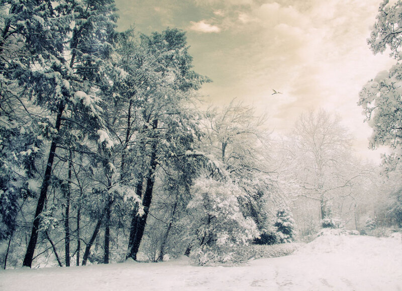 Snow-covered Trees — White, Serene, Winter, Photograph, Snow, Bird