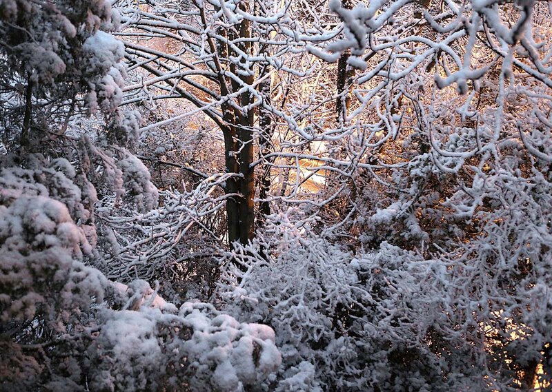 Snow-covered Trees — White, Serene, Winter, Photograph, Snow, Branches, Sunlight