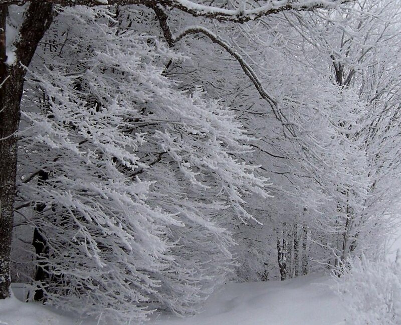 Snow-covered Trees — White, Serene, Winter, Photograph, Snow, Branches