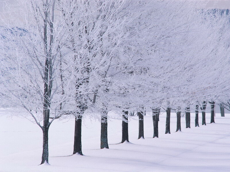 Snow-covered Trees — White, Serene, Winter, Photograph, Snow, Field