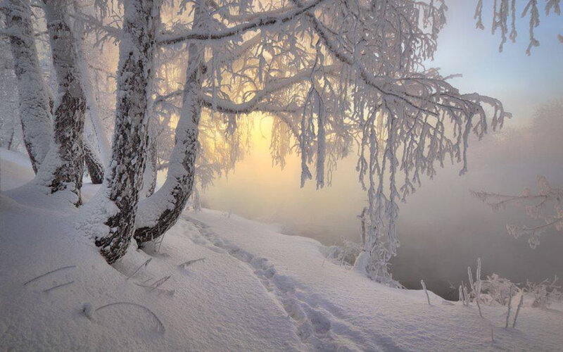 Snow-covered Trees — White, Serene, Winter, Photograph, Snow, Fog, Footprints