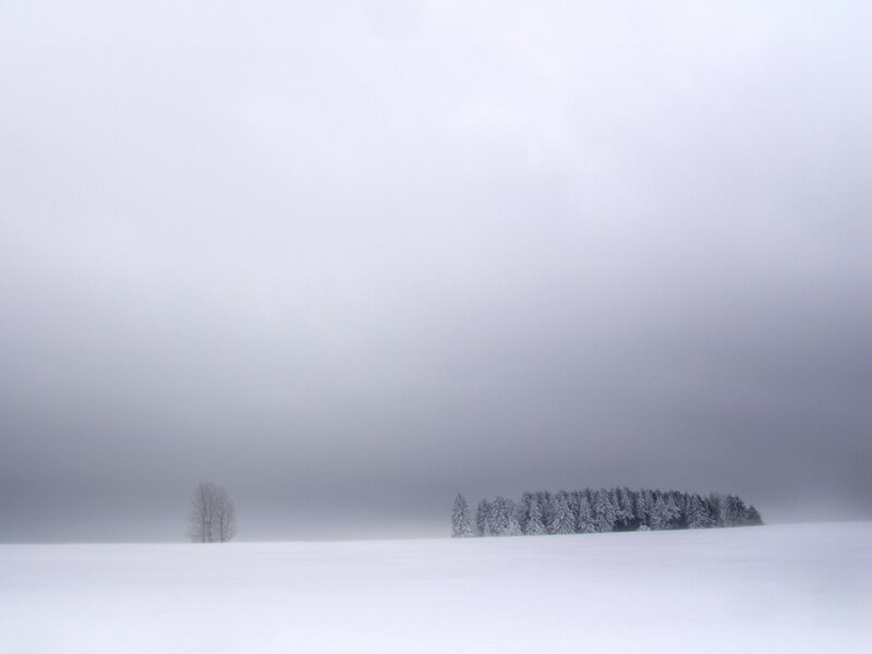 Snow-covered Trees — White, Serene, Winter, Photograph, Snow, Fog, Gray