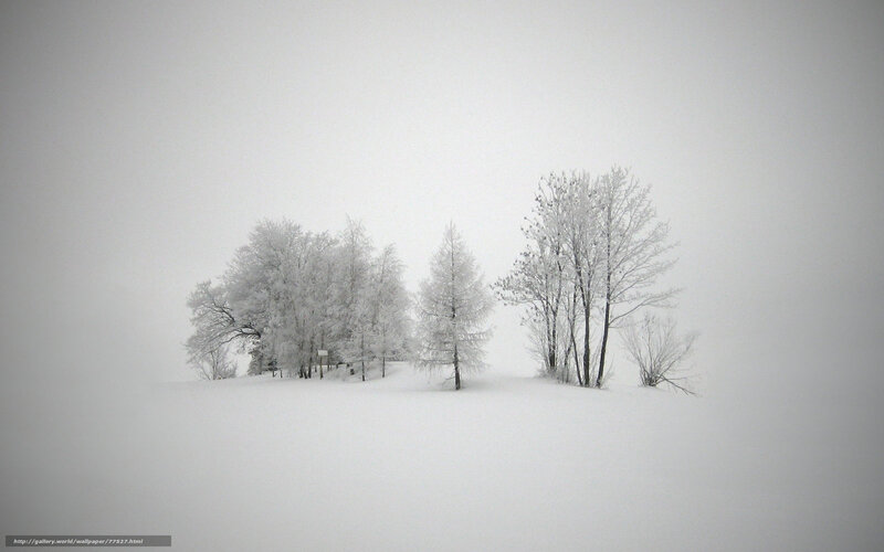 Snow-covered Trees — White, Serene, Winter, Photograph, Snow, Fog