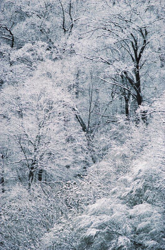 Snow-covered Trees — White, Serene, Winter, Photograph, Snow, Forest, Gray, Black, Portrait