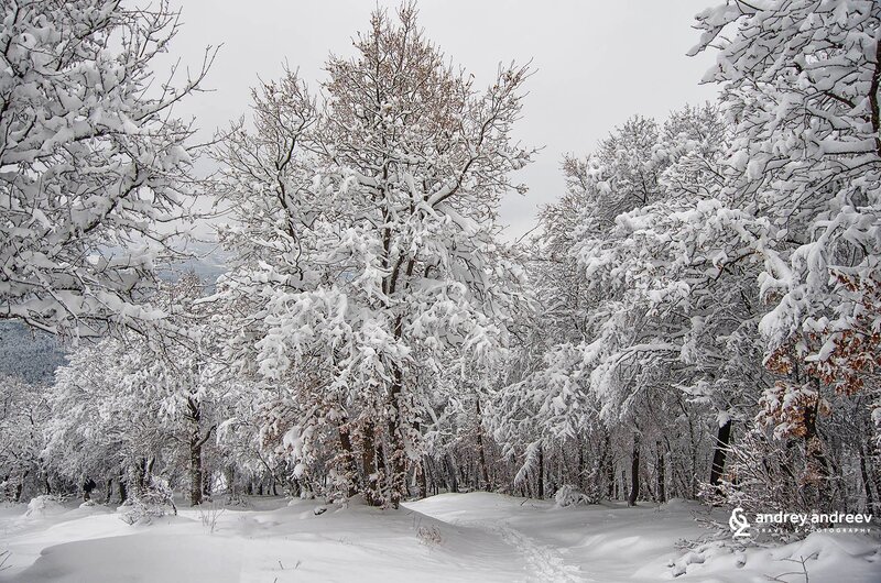 Snow-covered Trees — White, Serene, Winter, Photograph, Snow, Forest, Sky