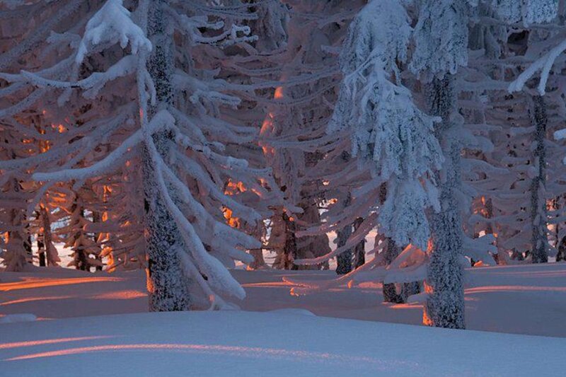 Snow-covered Trees — White, Serene, Winter, Photograph, Snow, Forest, Sunlight