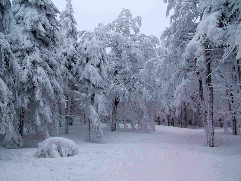 Snow-covered Trees — White, Serene, Winter, Photograph, Snow, Forest