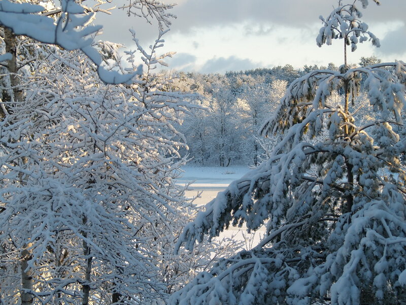 Snow-covered Trees — White, Serene, Winter, Photograph, Snow, Lake, Sky