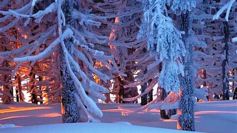 Snow-covered Trees — White, Serene, Winter, Photograph, Snow, Light