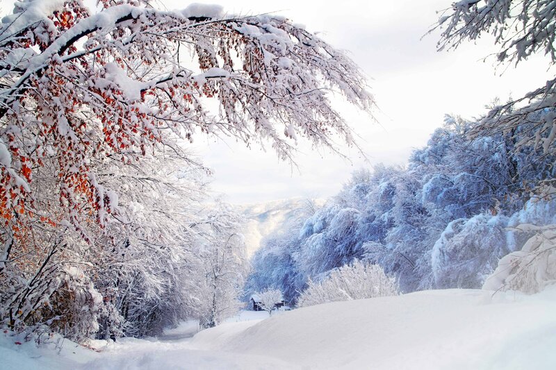 Snow-covered Trees — White, Serene, Winter, Photograph, Snow, Mountains, Sky, Blue