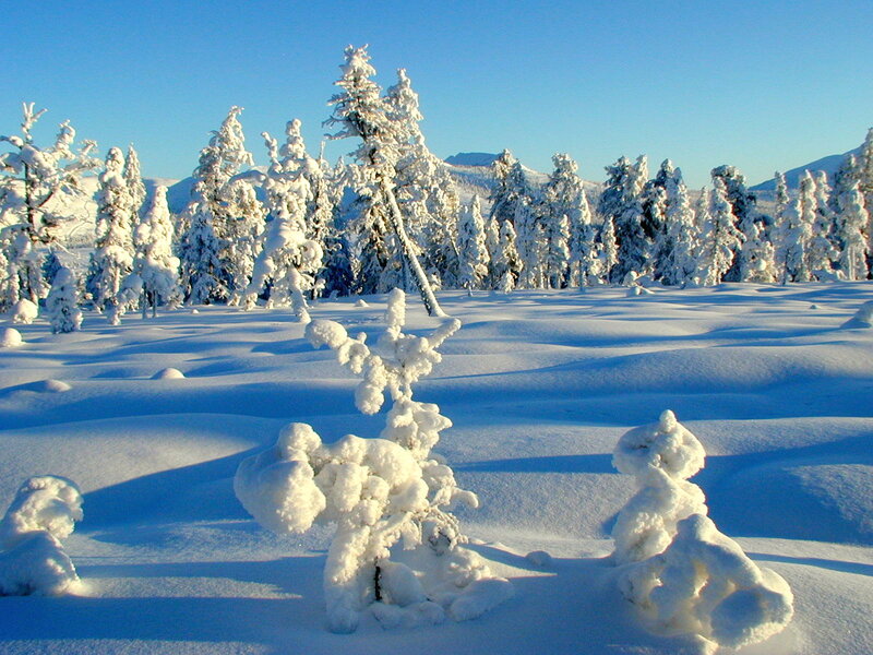 Snow-covered Trees — White, Serene, Winter, Photograph, Snow, Mountains