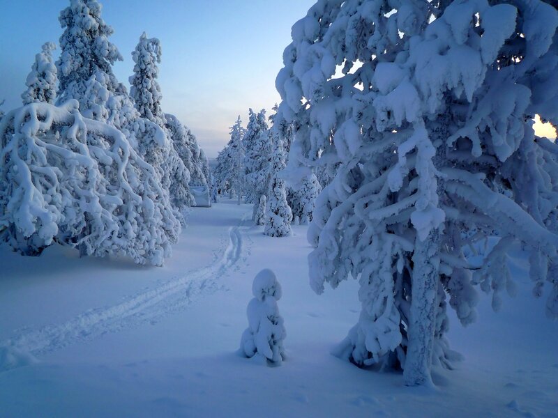 Snow-covered Trees — White, Serene, Winter, Photograph, Snow, Path, Sky