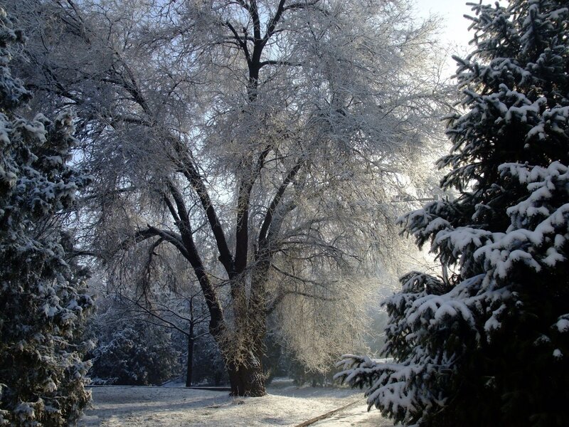 Snow-covered Trees — White, Serene, Winter, Photograph, Snow, Path, Sunlight