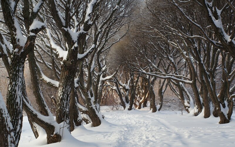 Snow-covered Trees — White, Serene, Winter, Photograph, Snow, Path