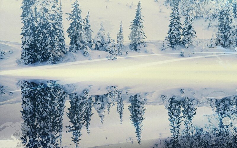 Snow-covered Trees — White, Serene, Winter, Photograph, Snow, Reflection