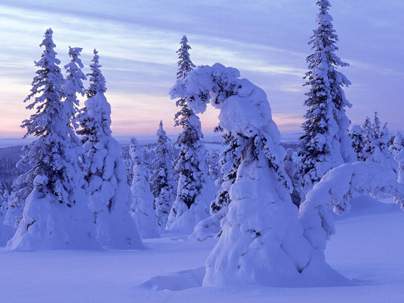 Snow-covered Trees — White, Serene, Winter, Photograph, Snow, Sky, Blue, Purple