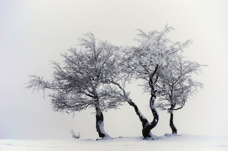 Snow-covered Trees — White, Serene, Winter, Photograph, Snow, Sky, Branches