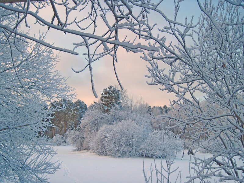 Snow-covered Trees — White, Serene, Winter, Photograph, Snow, Sky, Bushes
