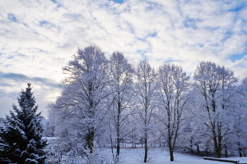 Snow-covered Trees — White, Serene, Winter, Photograph, Snow, Sky, Clouds