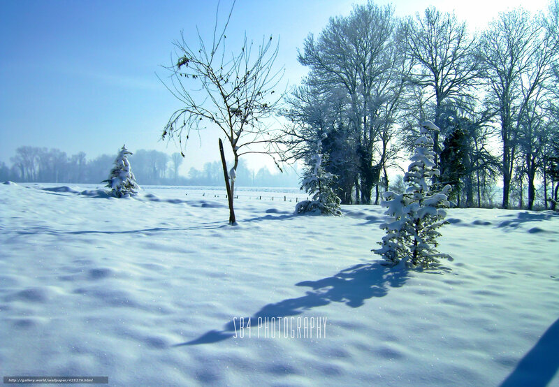 Snow-covered Trees — White, Serene, Winter, Photograph, Snow, Sky, Fence