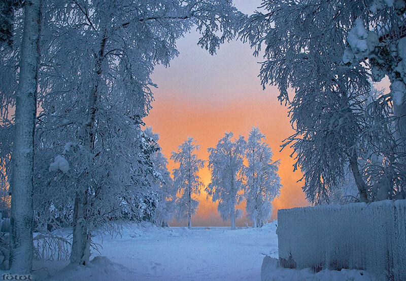 Snow-covered Trees — White, Serene, Winter, Photograph, Snow, Sky, Frost