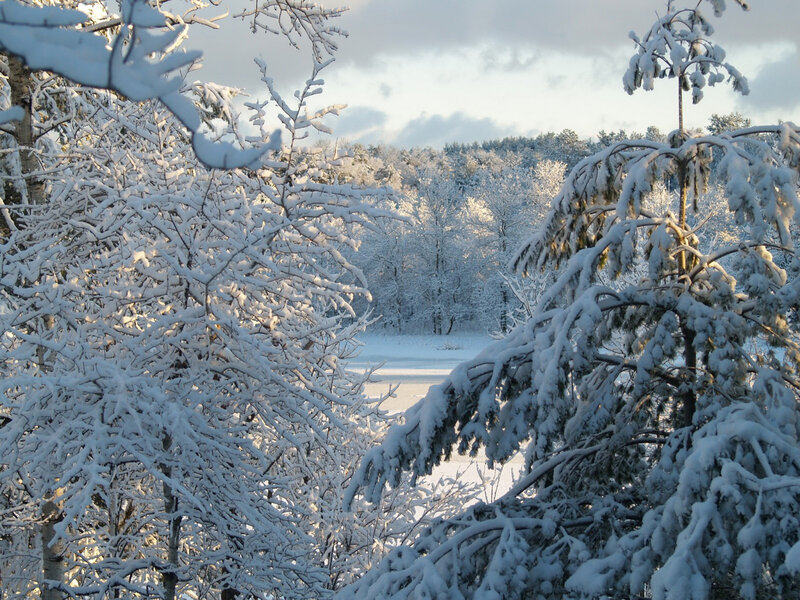 Snow-covered Trees — White, Serene, Winter, Photograph, Snow, Sky, Lake
