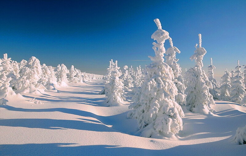 Snow-covered Trees — White, Serene, Winter, Photograph, Snow, Sky