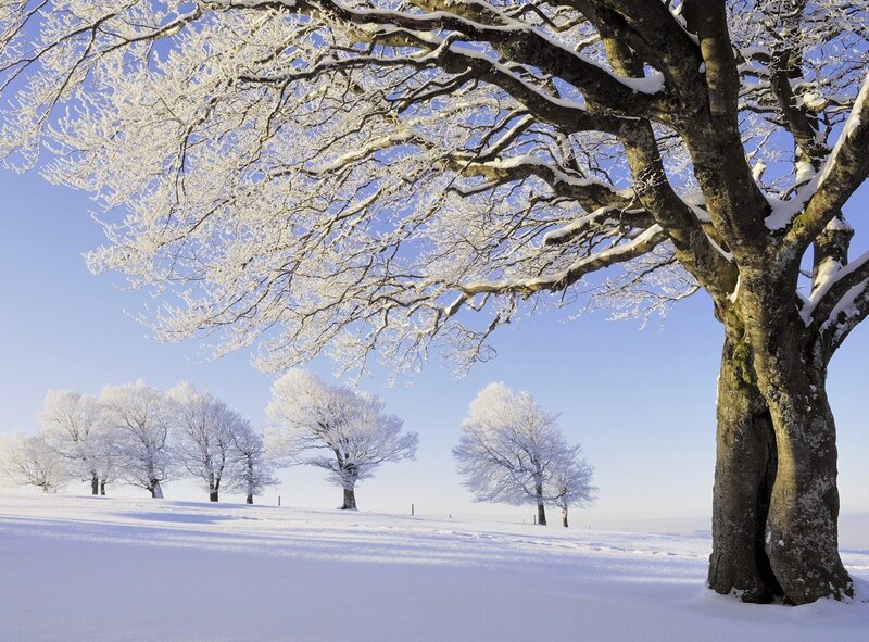 Snow-covered Trees — White, Serene, Winter, Photograph, Snow, Sky, Tree