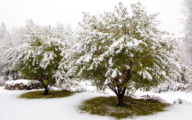 Snow-covered Trees — White, Serene, Winter, Photograph, Snow, Stone Wall