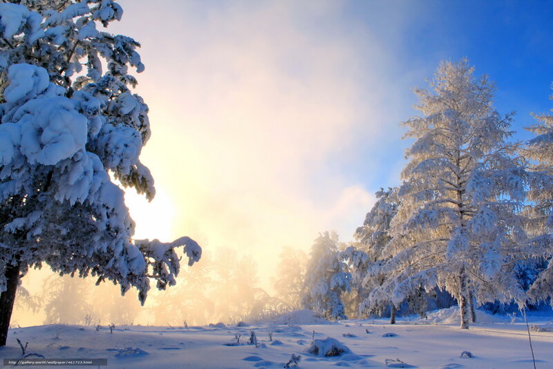 Snow-covered Trees — White, Serene, Winter, Photograph, Snow, Sunlight, Fog