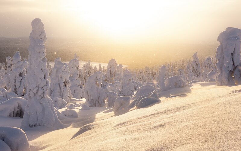 Snow-covered Trees — White, Serene, Winter, Photograph, Snow, Sunlight, Forest