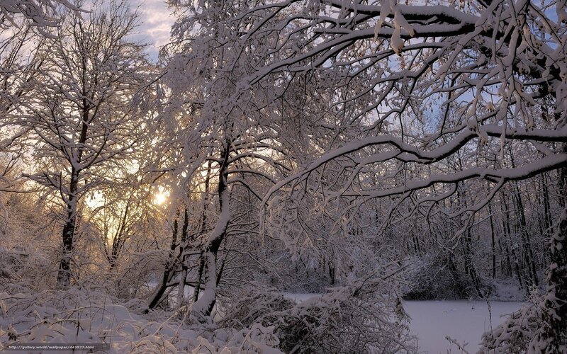 Snow-covered Trees — White, Serene, Winter, Photograph, Snow, Sunlight, River