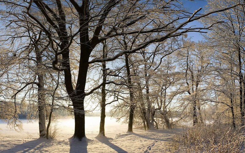Snow-covered Trees — White, Serene, Winter, Photograph, Snow, Sunlight