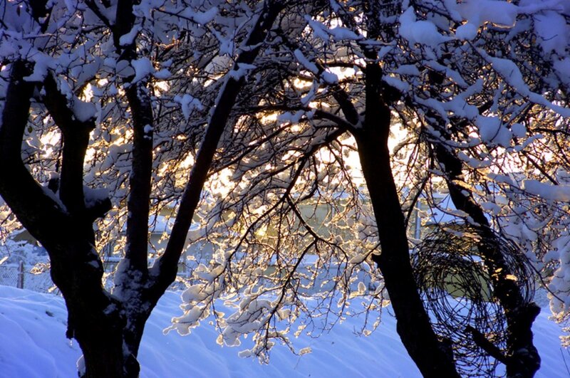 Snow-covered Trees — White, Serene, Winter, Photograph, Snow, Sunlight, Wire