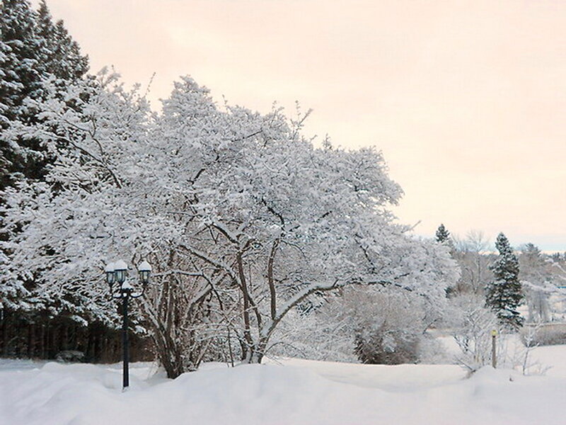 Snow-covered Trees — White, Serene, Winter, Photograph, Street Lamp