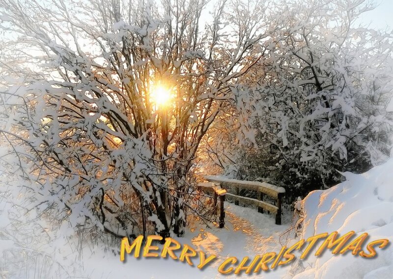 Snow-covered Trees — White, Serene, Winter, Photograph, Sun, Bridge
