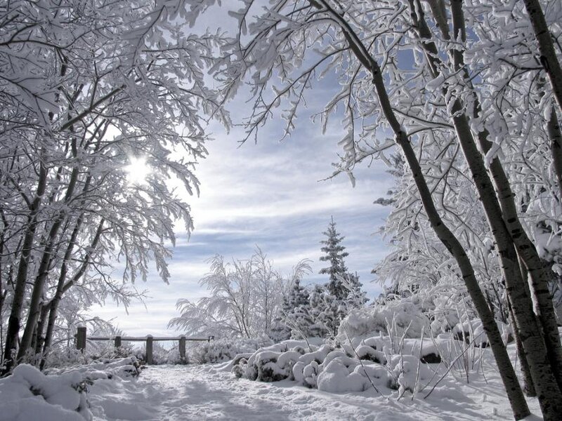 Snow-covered Trees — White, Serene, Winter, Photograph, Sun, Frost
