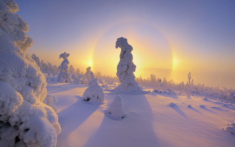 Snow-covered Trees — White, Serene, Winter, Photograph, Sun, Sky