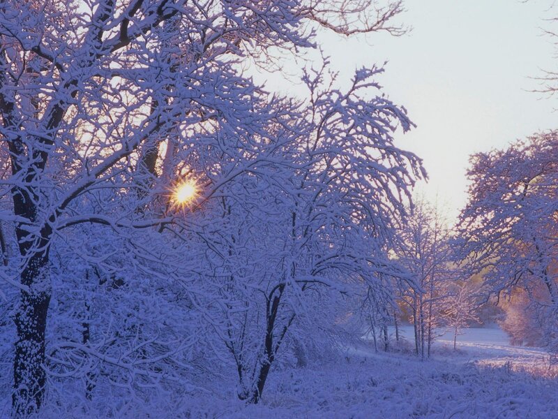 Snow-covered Trees — White, Serene, Winter, Photograph, Sun, Snow