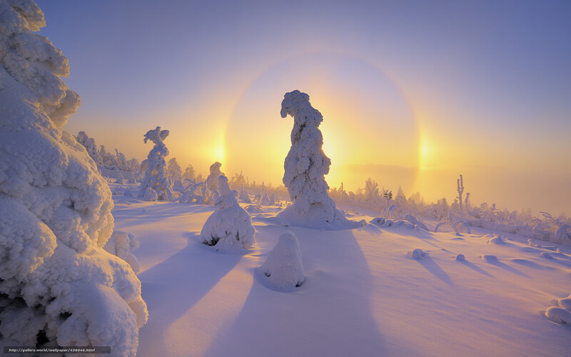 Snow-covered Trees — White, Serene, Winter, Photograph, Sun, Solar Halo