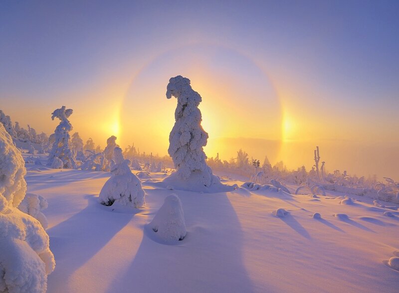 Snow-covered Trees — White, Serene, Winter, Photograph, Sun