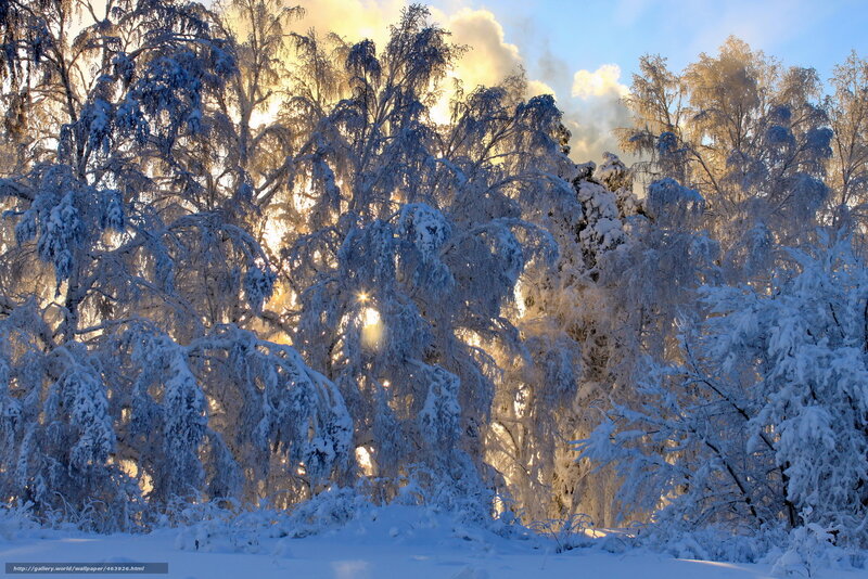 Snow-covered Trees — White, Serene, Winter, Photograph, Sunlight, Clouds, Snow