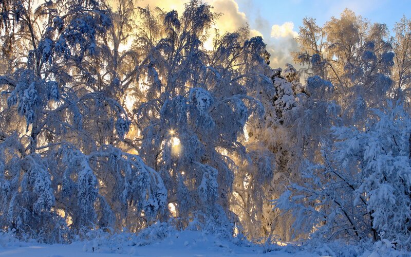 Snow-covered Trees — White, Serene, Winter, Photograph, Sunlight, Clouds